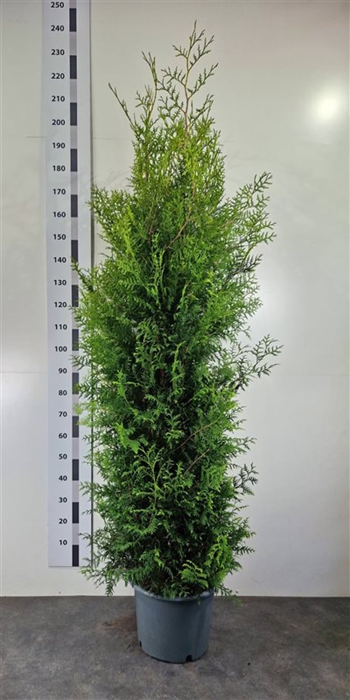 Thuja occ. 'Brabant' - C20 180-200 CM